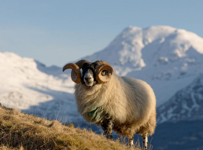 027_Royal Scotsman - Widder Schaf - David Lochhead fotolia - Lernidee Reisen - Schoene Aussichten Touristik